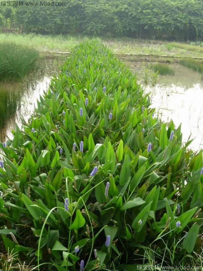 梭魚草