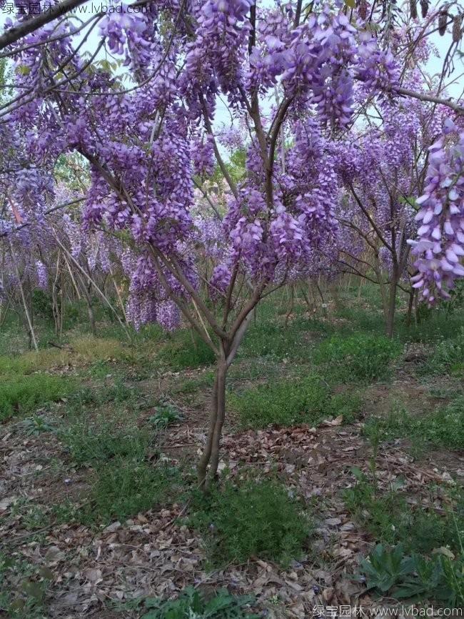 <a href='http://www.hn123.net.cn/tengbenpanyuanzhiwu/3418.html' target='_blank'>紫藤花</a>