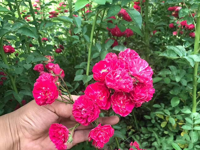 <a href='http://www.hn123.net.cn/linmuzhongzi/1702.html' target='_blank'>薔薇</a>花