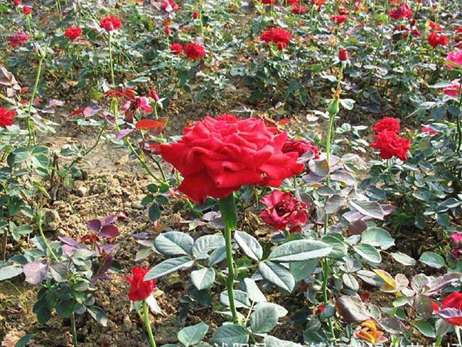 <a href='http://www.hn123.net.cn/dibeiguanmu/3566.html' target='_blank'>地被月季</a>