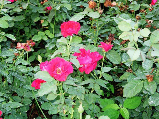 紅帽<a href='http://www.hn123.net.cn/tengbenpanyuanzhiwu/3570.html' target='_blank'>月季</a>