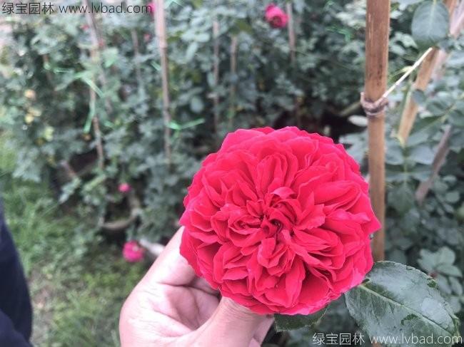 藤本<a href='http://www.hn123.net.cn/tengbenpanyuanzhiwu/3570.html' target='_blank'>月季</a>