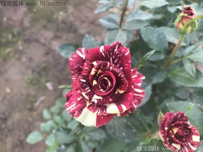 歐月<a href='http://www.hn123.net.cn/linmuzhongzi/1700.html' target='_blank'>月季花</a>苗