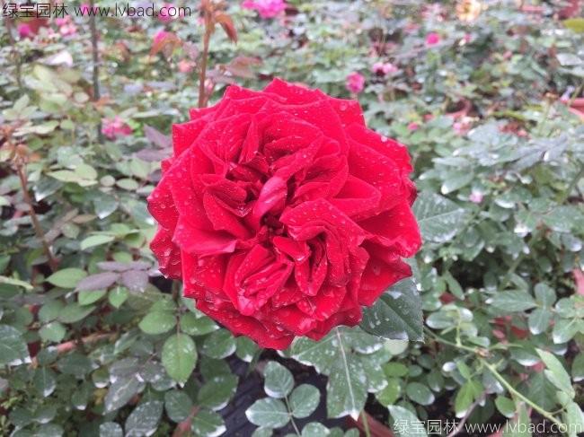 歐月<a href='http://www.hn123.net.cn/linmuzhongzi/1700.html' target='_blank'>月季花</a>苗