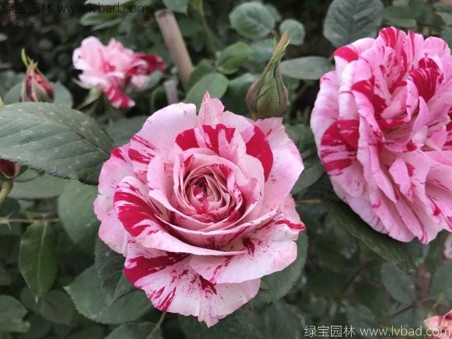品種<a href='http://www.hn123.net.cn/tengbenpanyuanzhiwu/3570.html' target='_blank'>月季</a>