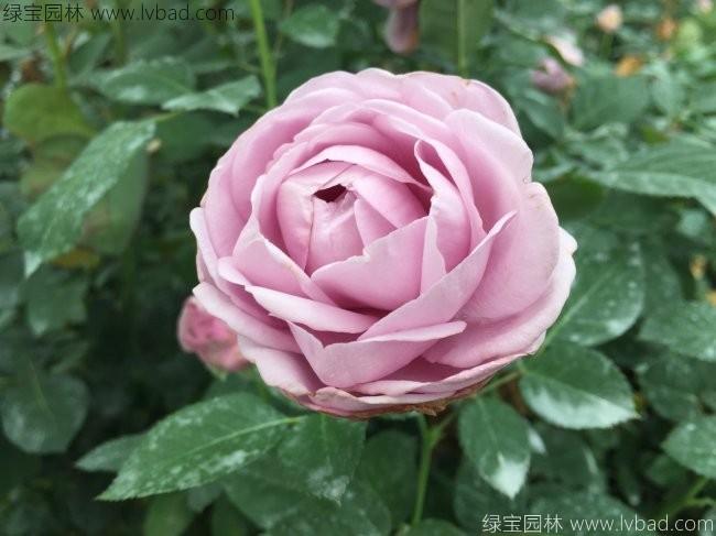 <a href='http://www.hn123.net.cn/linmuzhongzi/1700.html' target='_blank'>月季花</a>