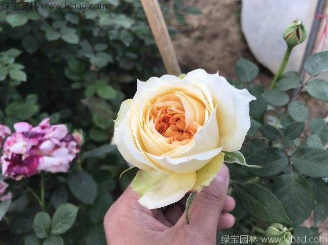<a href='http://www.hn123.net.cn/tengbenpanyuanzhiwu/3570.html' target='_blank'>月季</a>花
