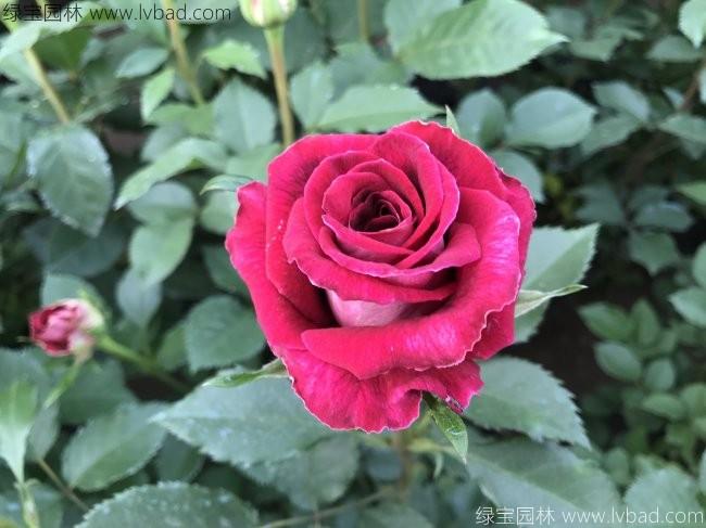 <a href='http://www.hn123.net.cn/tengbenpanyuanzhiwu/3570.html' target='_blank'>月季</a>花