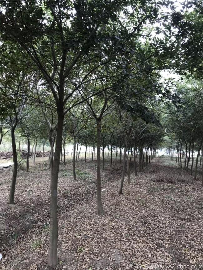 樸樹