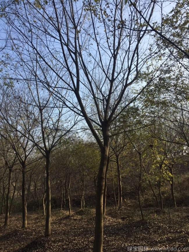 樸樹