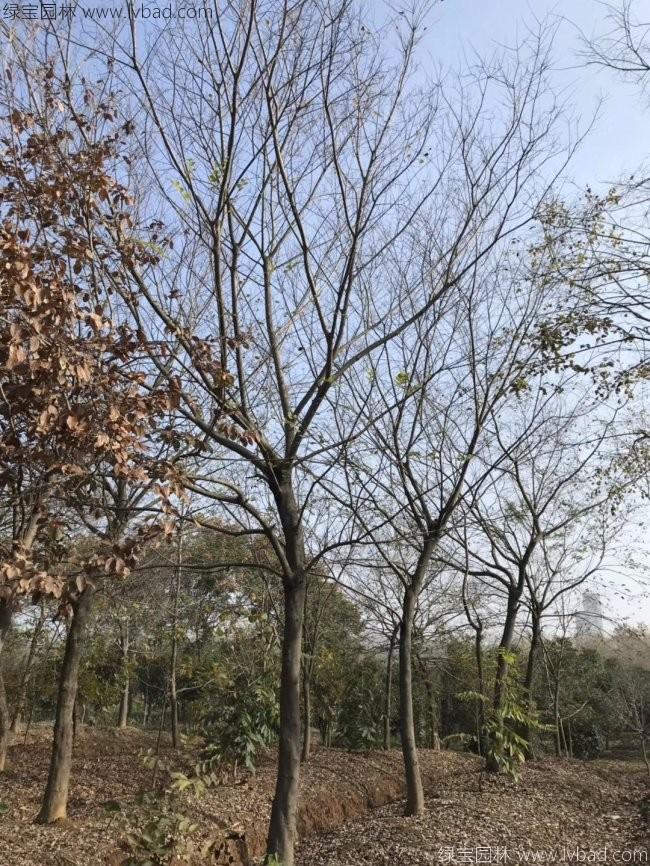 樸樹