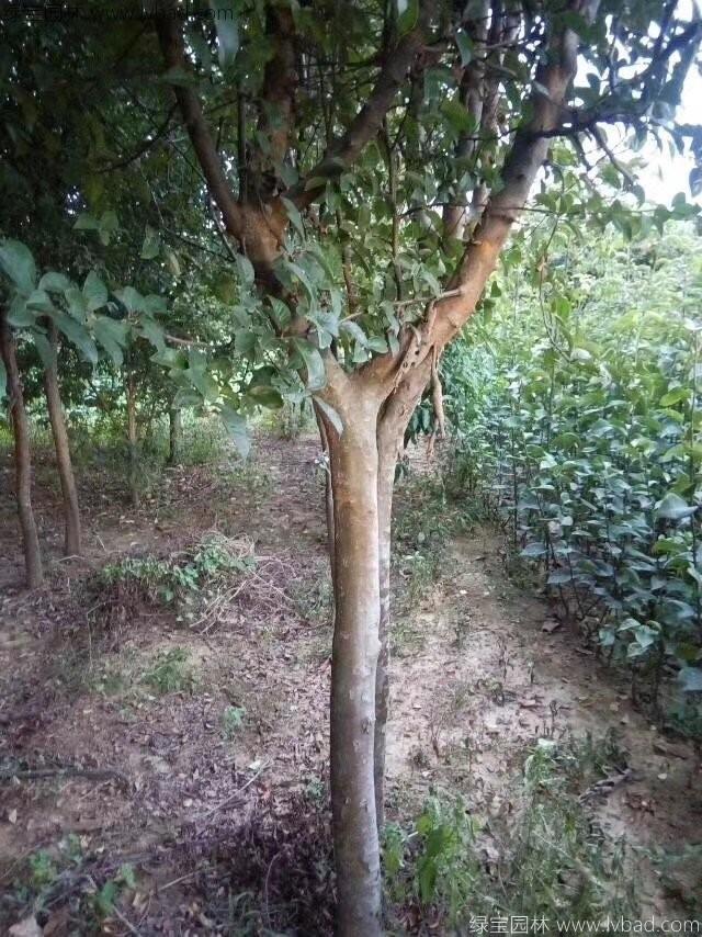 木瓜樹