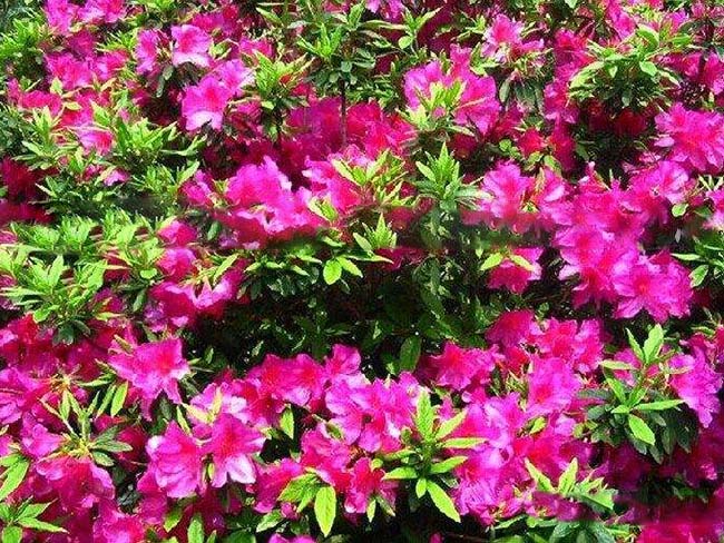 <a href='http://www.hn123.net.cn/dibeiguanmu/3572.html' target='_blank'>杜鵑花</a>苗