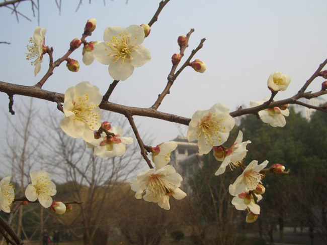 綠梅花綠梅樹(shù)苗
