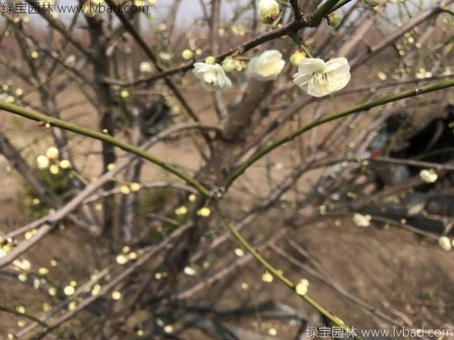 綠梅花綠梅樹(shù)苗