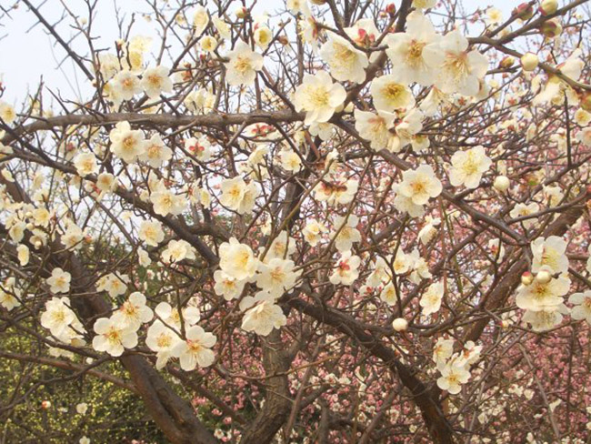 綠梅花綠梅樹(shù)苗