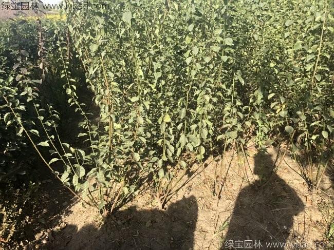 綠梅花綠梅樹(shù)苗