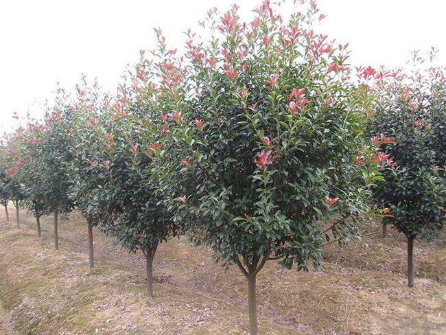 <a href='http://www.hn123.net.cn/linmuzhongzi/1747.html' target='_blank'>紅葉石楠</a>樹