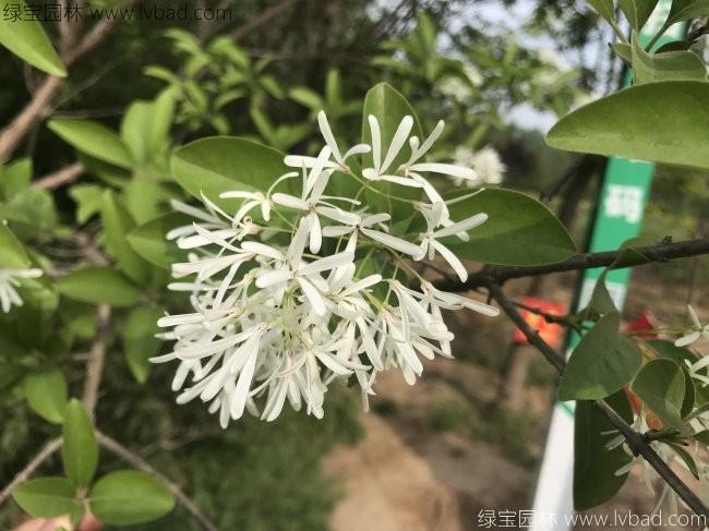 <a href='http://www.hn123.net.cn/linmuzhongzi/1846.html' target='_blank'>流蘇</a>樹(shù)