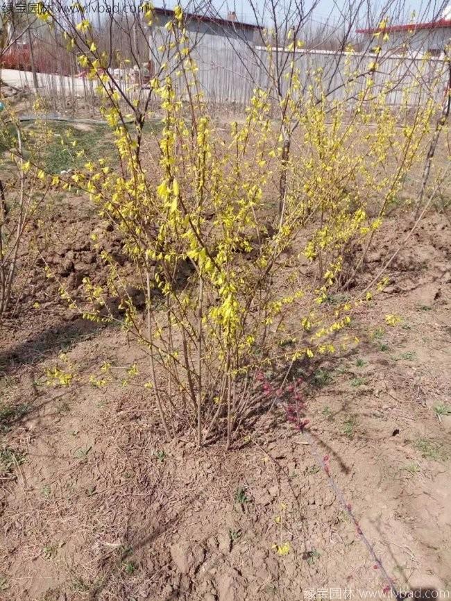 <a href='http://www.hn123.net.cn/qiuleizhiwu/3496.html' target='_blank'>連翹球</a>