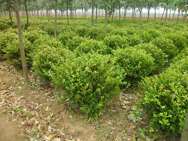 <a href='http://www.hn123.net.cn/linmuzhongzi/1764.html' target='_blank'>小葉黃楊</a>球