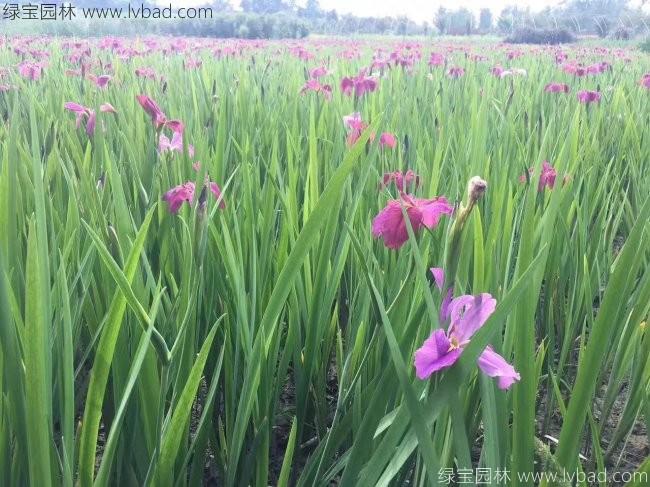 <a href='http://www.hn123.net.cn/shuishengshuicao/3437.html' target='_blank'>水生鳶尾</a>