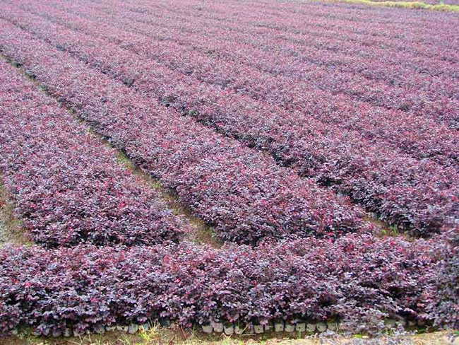 <a href='http://www.hn123.net.cn/dibeiguanmu/9770.html' target='_blank'>紅花繼木</a>