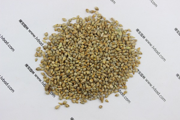 <a href='http://www.hn123.net.cn/mucaozhongzi/1687.html' target='_blank'>狼尾草種子</a>