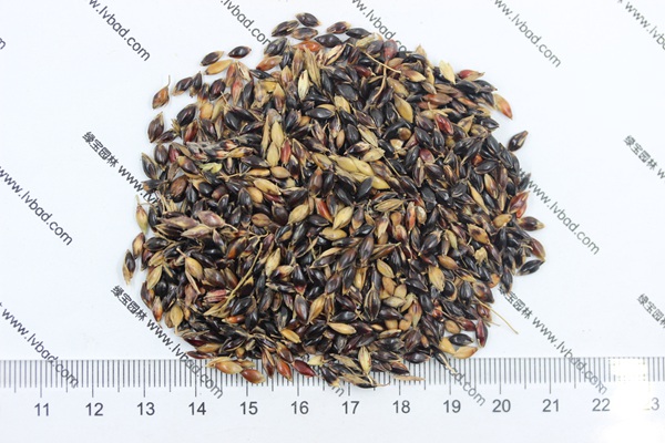 <a href='http://www.hn123.net.cn/mucaozhongzi/11.html' target='_blank'>蘇丹草種子</a>