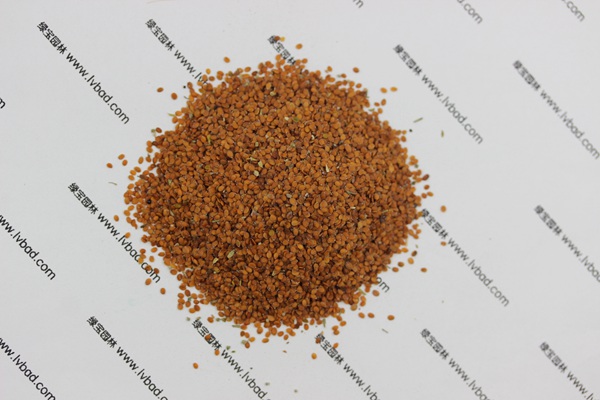 <a href='http://www.hn123.net.cn/caohuazhongzi/1639.html' target='_blank'>香雪球</a><a href='http://www.hn123.net.cn/' target='_blank'>種子</a>