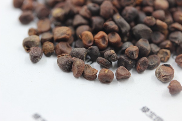 <a href='http://www.hn123.net.cn/caohuazhongzi/1591.html' target='_blank'>馬蘭種子</a>