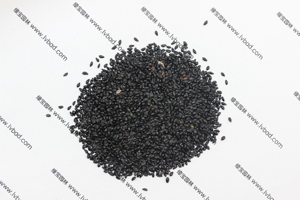 <a href='http://www.hn123.net.cn/caohuazhongzi/1586.html' target='_blank'>耬斗菜種子</a>