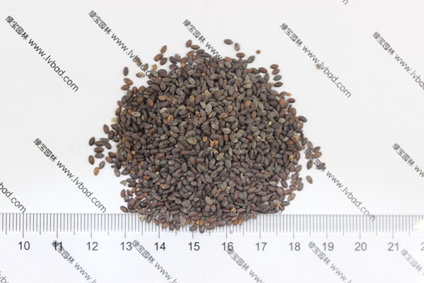 <a href='http://www.hn123.net.cn/caohuazhongzi/1576.html' target='_blank'>藍(lán)花鼠尾草種子</a>