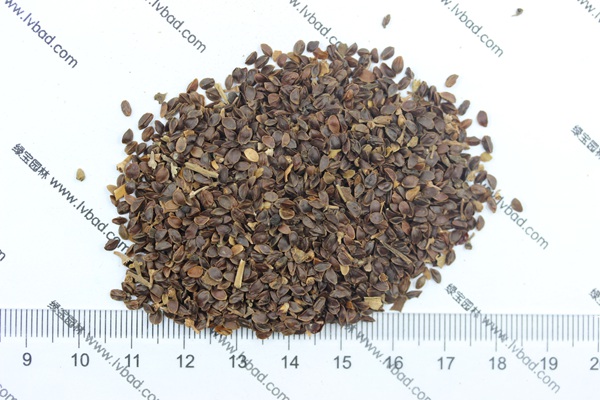 <a href='http://www.hn123.net.cn/caohuazhongzi/1078.html' target='_blank'>假龍頭種子</a>