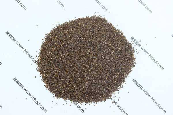 矮牽<a href='http://www.hn123.net.cn/' target='_blank'>種子</a>