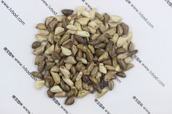 <a href='http://www.hn123.net.cn/mucaozhongzi/1688.html' target='_blank'>墨西哥玉米草種子</a>