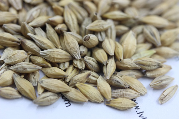 <a href='http://www.hn123.net.cn/mucaozhongzi/9.html' target='_blank'>大麥種子</a>