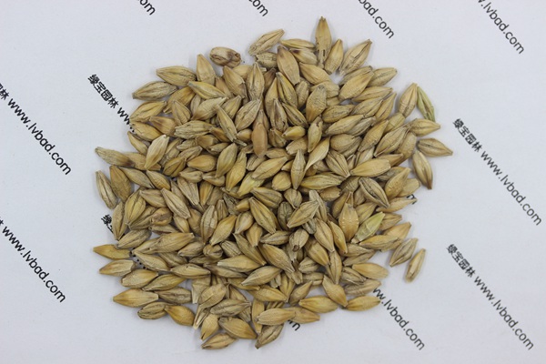 <a href='http://www.hn123.net.cn/mucaozhongzi/9.html' target='_blank'>大麥</a><a href='http://www.hn123.net.cn/' target='_blank'>種子</a>