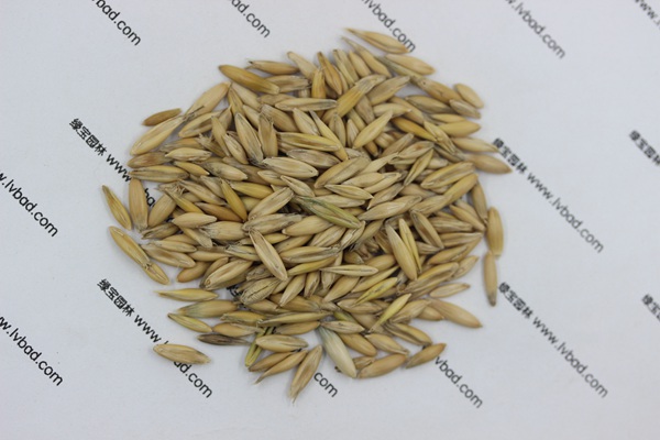 <a href='http://www.hn123.net.cn/mucaozhongzi/10.html' target='_blank'>燕麥種子</a>