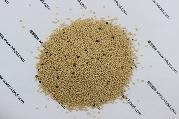 <a href='http://www.hn123.net.cn/mucaozhongzi/1693.html' target='_blank'>籽粒莧</a><a href='http://www.hn123.net.cn/' target='_blank'>種子</a>
