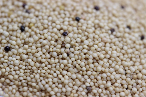 籽粒莧<a href='http://www.hn123.net.cn/' target='_blank'>種子</a>