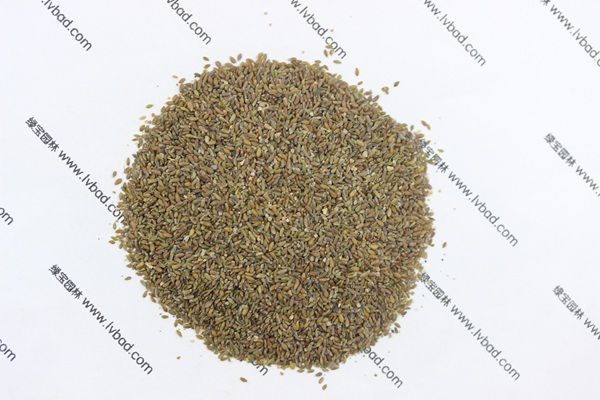 <a href='http://www.hn123.net.cn/mucaozhongzi/14650.html' target='_blank'>沙蒿</a><a href='http://www.hn123.net.cn/' target='_blank'>種子</a>