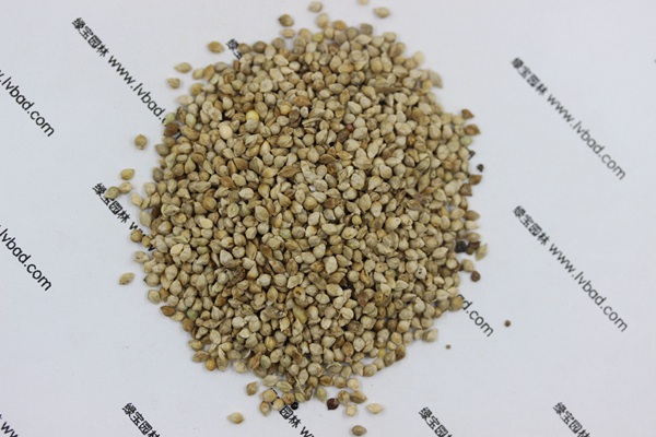 <a href='http://www.hn123.net.cn/mucaozhongzi/14651.html' target='_blank'>小米草</a>