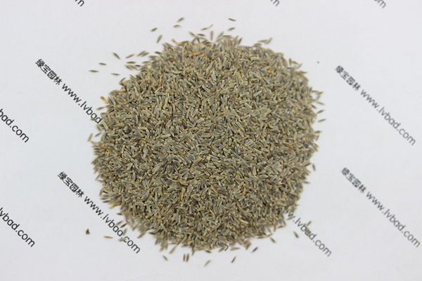 <a href='http://www.hn123.net.cn/caohuazhongzi/1034.html' target='_blank'>大濱菊</a><a href='http://www.hn123.net.cn/' target='_blank'>種子</a>