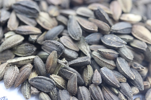 <a href='http://www.hn123.net.cn/caohuazhongzi/1046.html' target='_blank'>非洲菊種子</a>