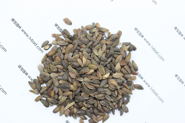 <a href='http://www.hn123.net.cn/caohuazhongzi/1046.html' target='_blank'>非洲菊</a><a href='http://www.hn123.net.cn/' target='_blank'>種子</a>