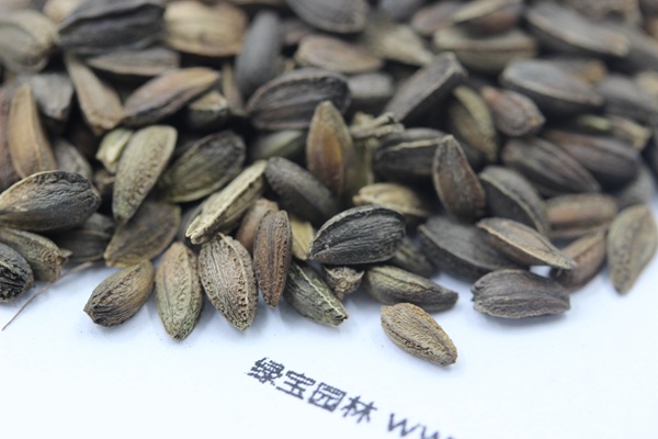 <a href='http://www.hn123.net.cn/caohuazhongzi/1046.html' target='_blank'>非洲菊</a><a href='http://www.hn123.net.cn/' target='_blank'>種子</a>