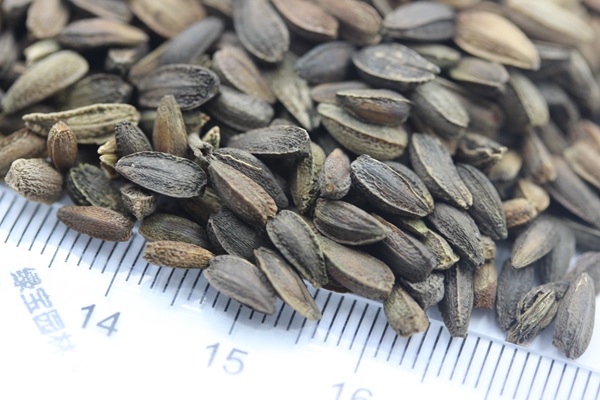 非洲菊<a href='http://www.hn123.net.cn/' target='_blank'>種子</a>