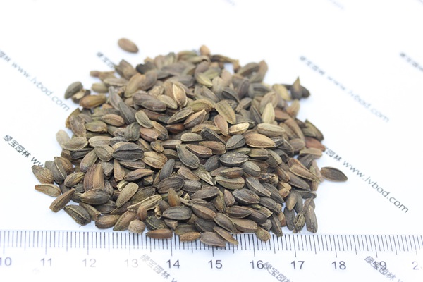 <a href='http://www.hn123.net.cn/caohuazhongzi/1046.html' target='_blank'>非洲菊種子</a>