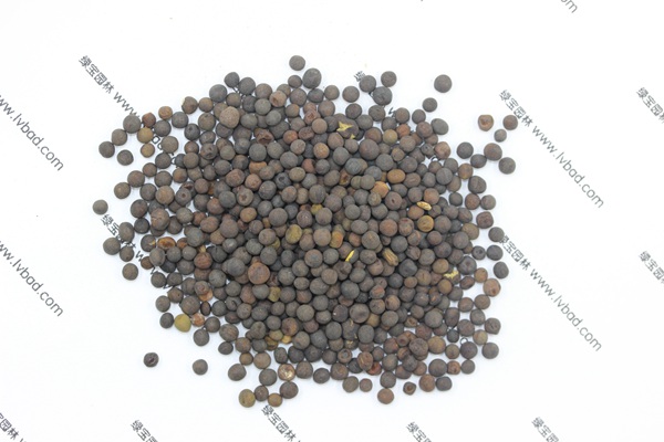 <a href='http://www.hn123.net.cn/mucaozhongzi/6.html' target='_blank'>紫花苕</a><a href='http://www.hn123.net.cn/' target='_blank'>種子</a>